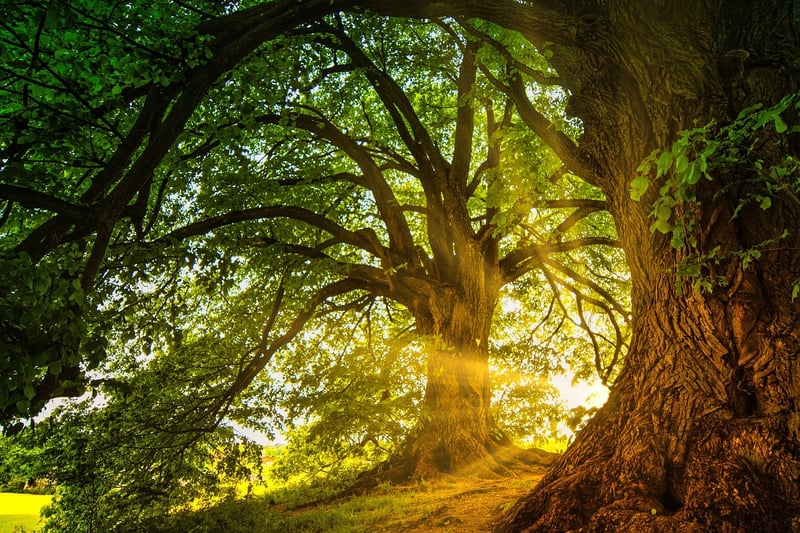 Enchanted landscapes