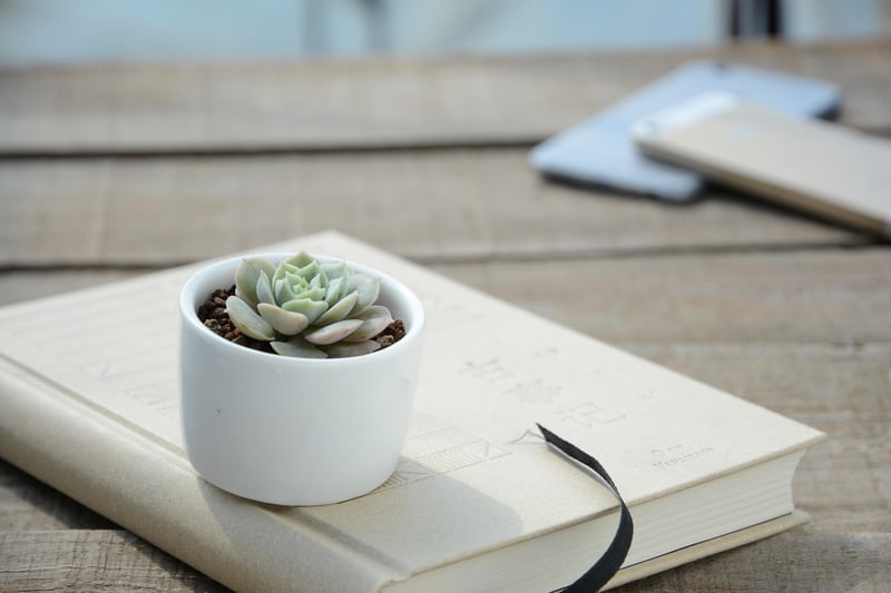 Scale-covered plant